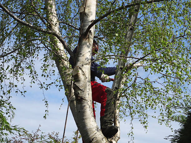 Best Tree and Shrub Care  in Carey, OH